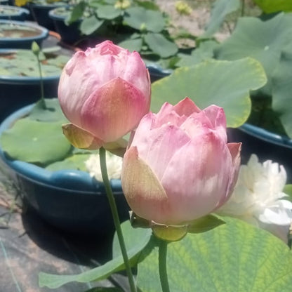 Pink mist lotus tuber