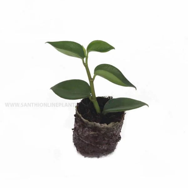 Cupid Peperomia Plant