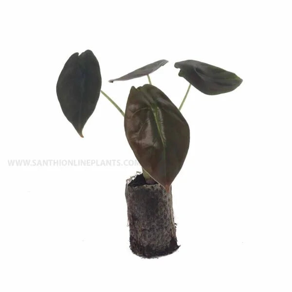Alocasia ‘Cuprea’plant