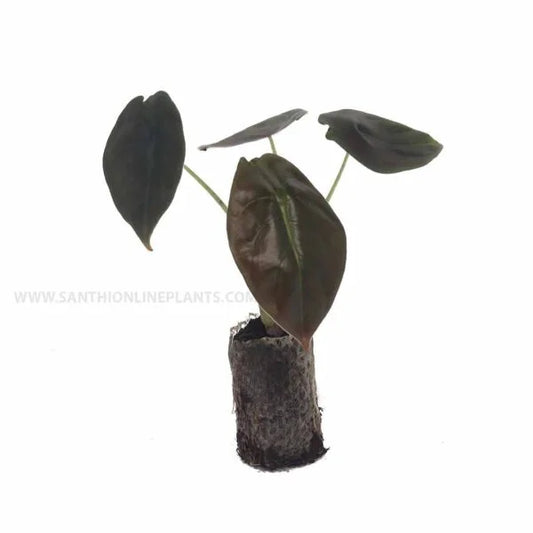 Alocasia ‘Cuprea’plant