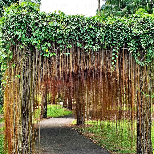 Cissus nodosa - Princess vine plant