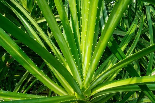 Pandanus Tectorius-Screwpine