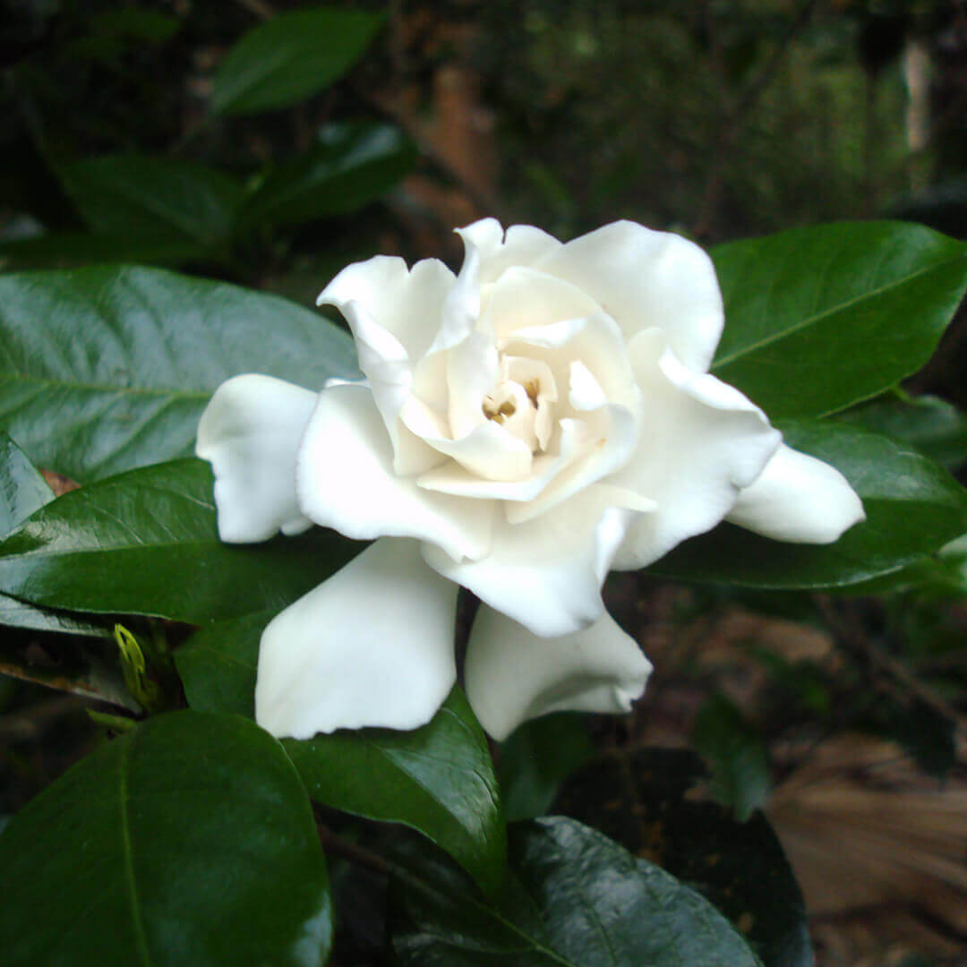 Fragrant & Attractive Parijatham Plant small (Gardenia)