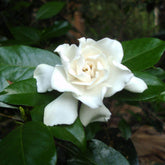 Plants – Santhi Online Plants