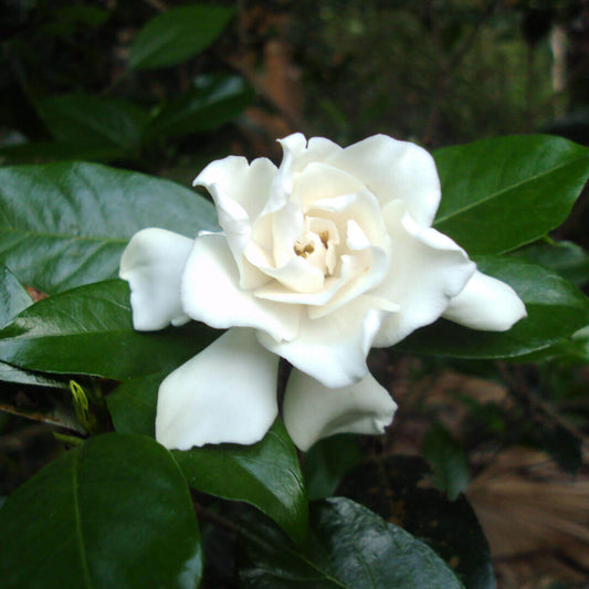 Fragrant & Attractive Parijatham Plant small (Gardenia)