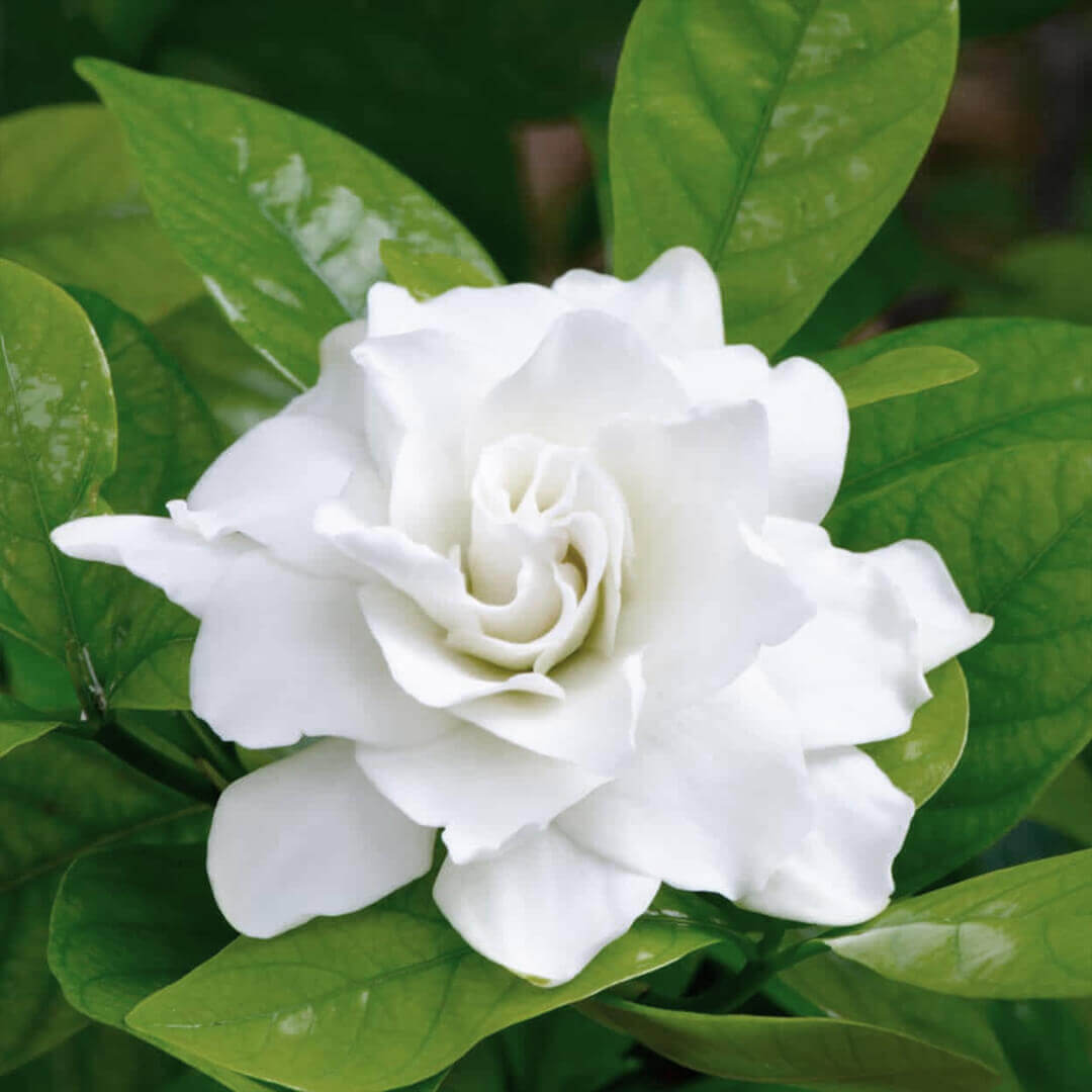 Fragrant & Attractive Parijatham Plant small (Gardenia)