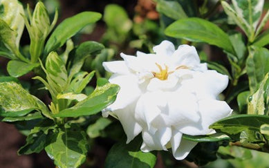 Parijatham Variegated-Gardenia