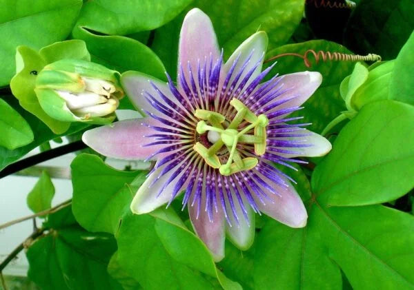 Passion Flower Purple
