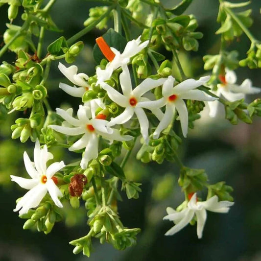 Parijat : Glorious Pavala Malli Flower Plant