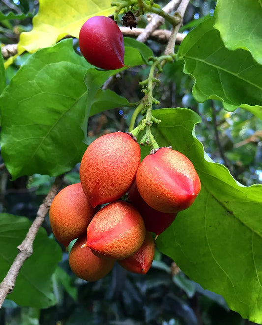 Peanut Butter Fruits Plant