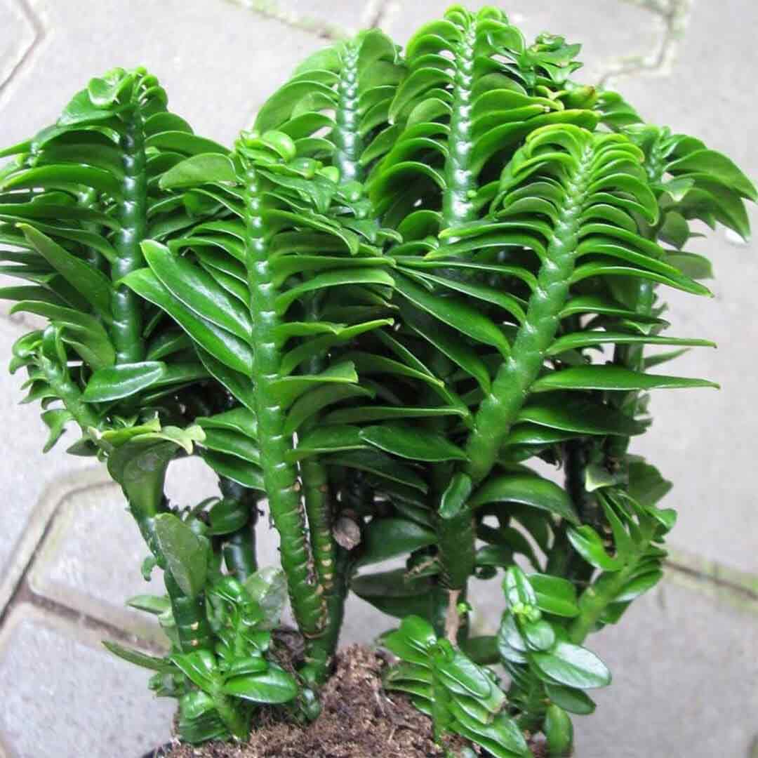 Pedilanthus Tithymaloides- ZigZag plant