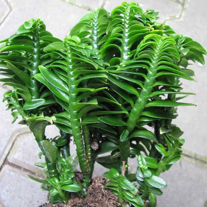 Pedilanthus Tithymaloides- ZigZag plant