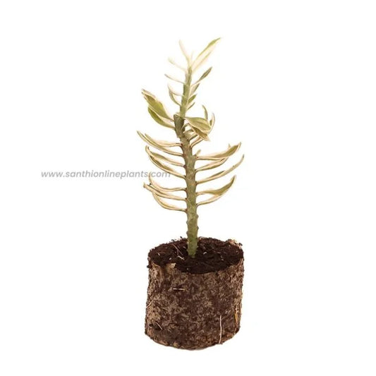 Pedilanthus Tithymaloides Variegated