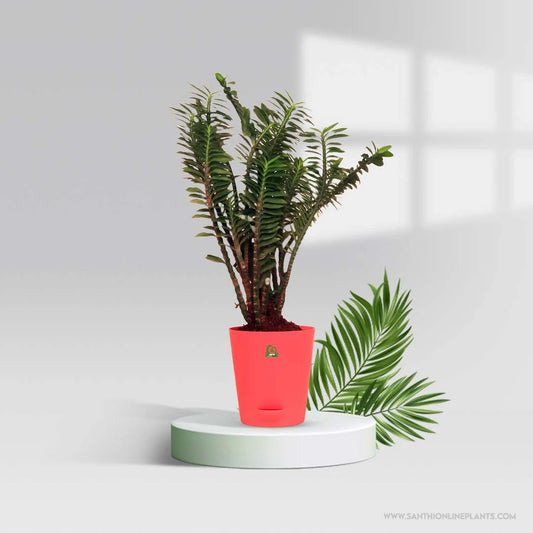 Pedilanthus Pot Plant : Twisting Beauty Plant