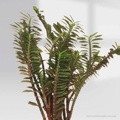 Pedilanthus Pot Plant : Twisting Beauty Plant