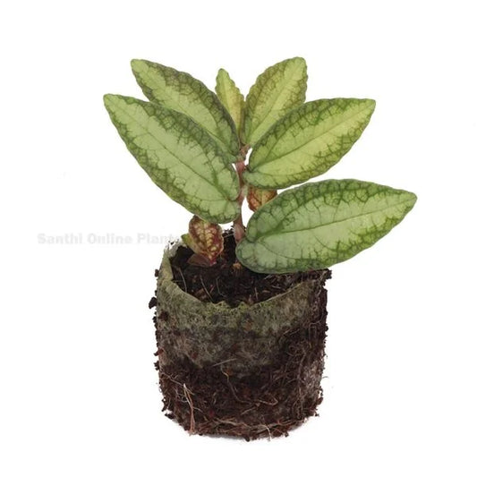 Pellionia Repens-Trailing Watermelon Begonia