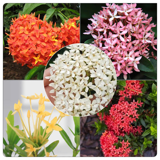 Penta colours ixora plants combo