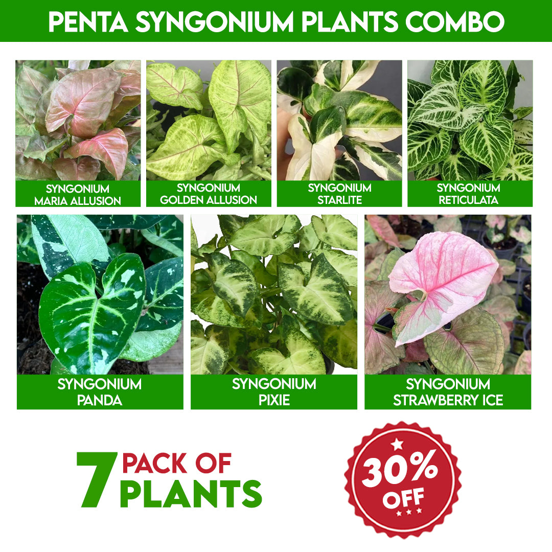 Penta syngonium plants combo