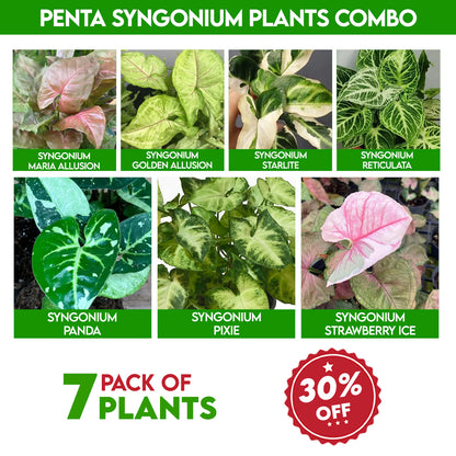 Penta syngonium plants combo