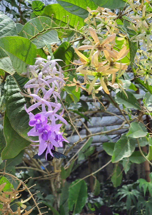 Petrea volubilis-Sandpaper Vine