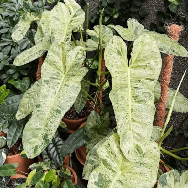 Philodendron Paraiso Verde Variegated