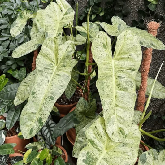 Philodendron Paraiso Verde Variegated