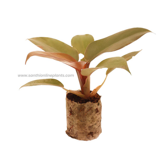 Philodendron’Red Congo’