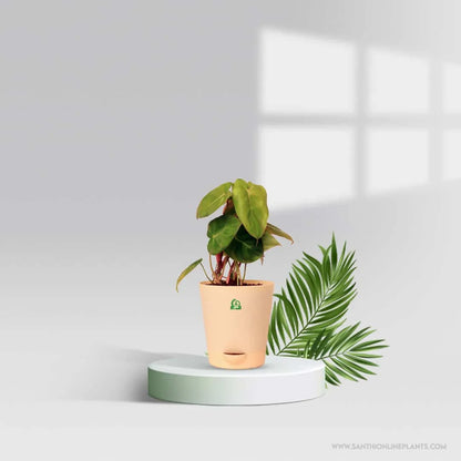 Philodendron Billienum Pot Plant