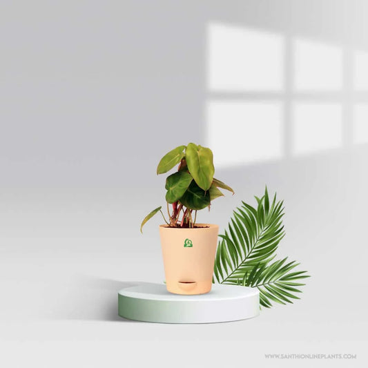 Philodendron Billienum Pot Plant