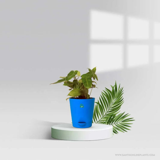 Philodendron Burle Marx Pot Plant