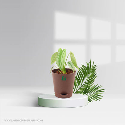 Philodendron Mamei Silver Cloud Pot Plant