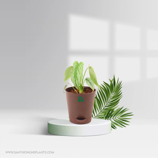 Philodendron Mamei Silver Cloud Pot Plant