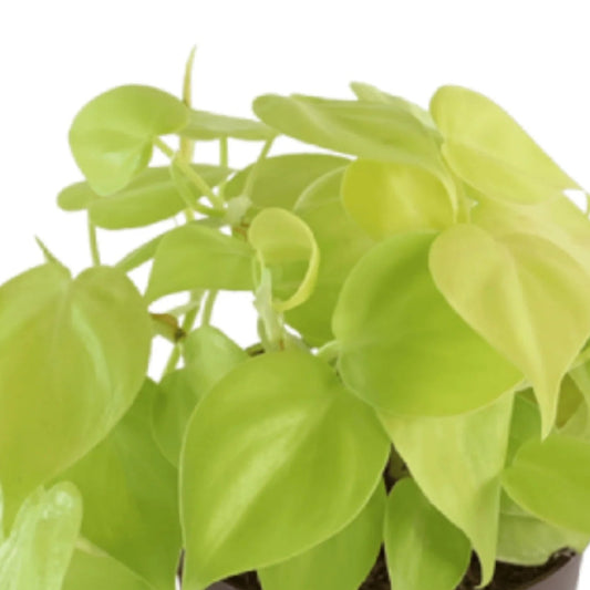 Philodendron oxycardium gold plant