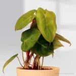 Philodendron Billienum Pot Plant