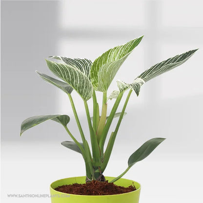 philodendron green princess vs birkin Philodendron Birkin Green Pot Plant – Santhi Online Plants