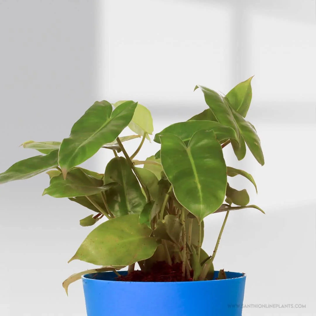Philodendron Burle Marx Pot Plant