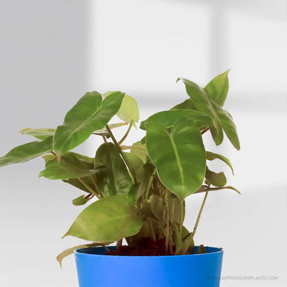 Philodendron Burle Marx Pot Plant