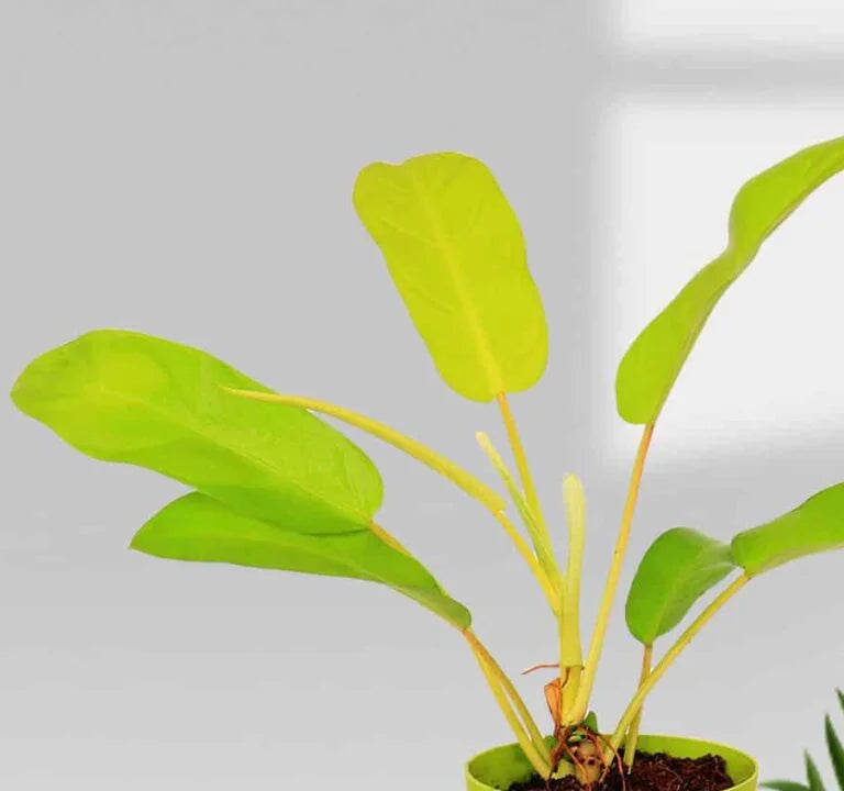 philodendron ceylon golden - plant Philodendron Ceylon Gold Pot Plant – Santhi Online Plants