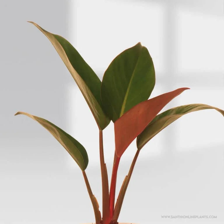 Philodendron Congo Red Pot Plant