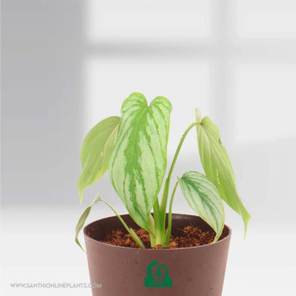Philodendron Mamei Silver Cloud Pot Plant