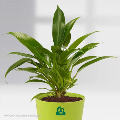 old philodendron Philodendron Wendlandii (Pot plant) – Santhi Online Plants