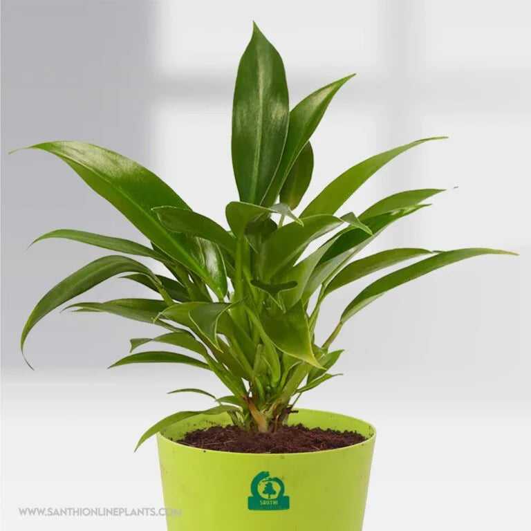 Philodendron Wendlandii (Pot plant)