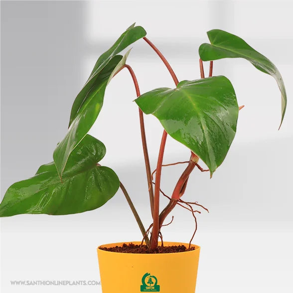 philodendron erubescens price philippines Philodendron erubescens Pot Plant – Santhi Online Plants