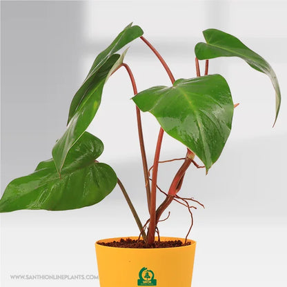 Philodendron erubescens Pot Plant