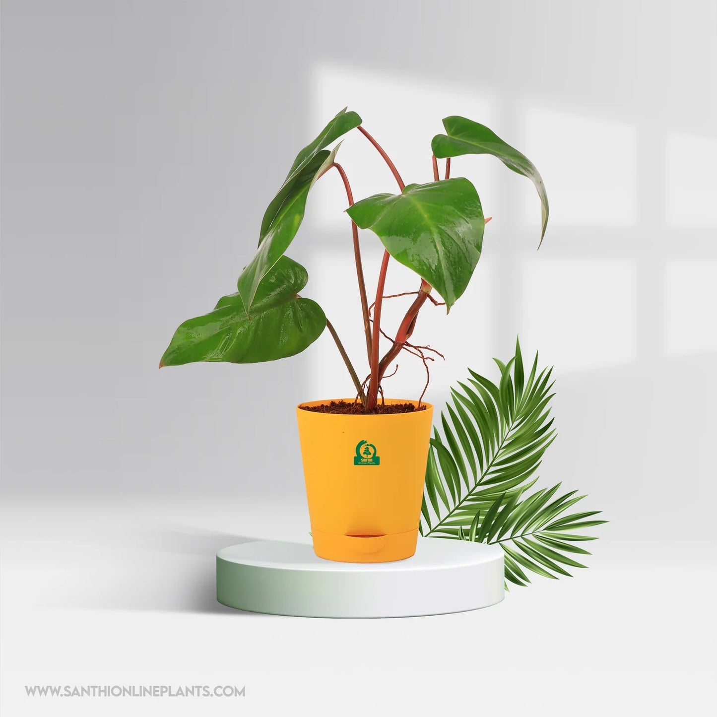 philodendron erubescens uses Philodendron erubescens Pot Plant – Santhi Online Plants