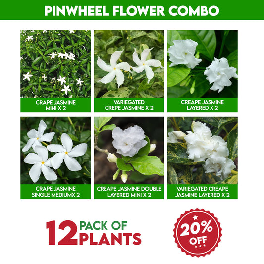 Pinwheel Flower Combo