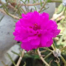 Portulaca 9' o Clock Dark Pink