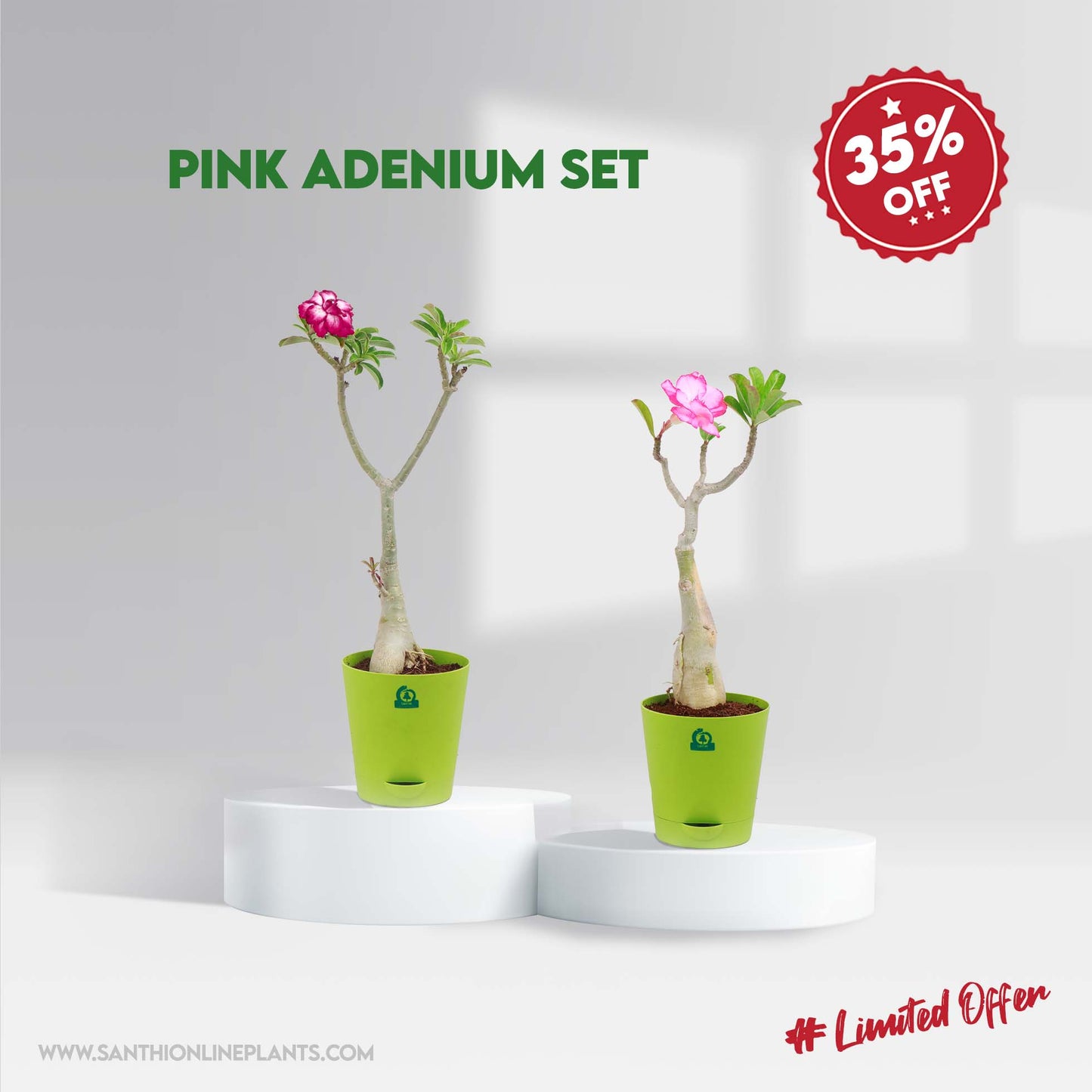 Pink Adenium set