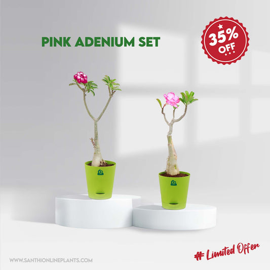 Pink Adenium set