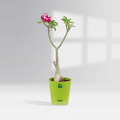 Pink Adenium set